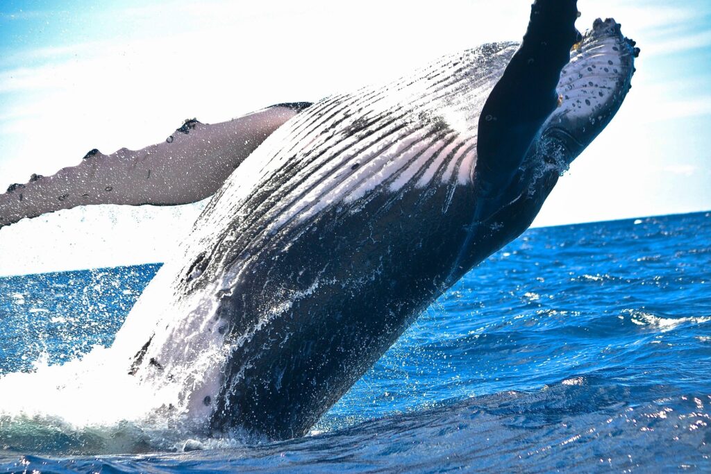whales in Mirissa 
