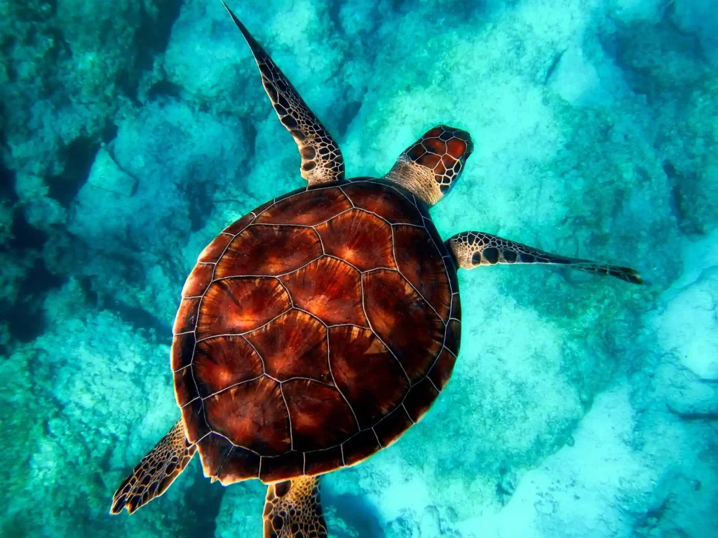  Snorkeling adventure in Port Barton marine sanctuary