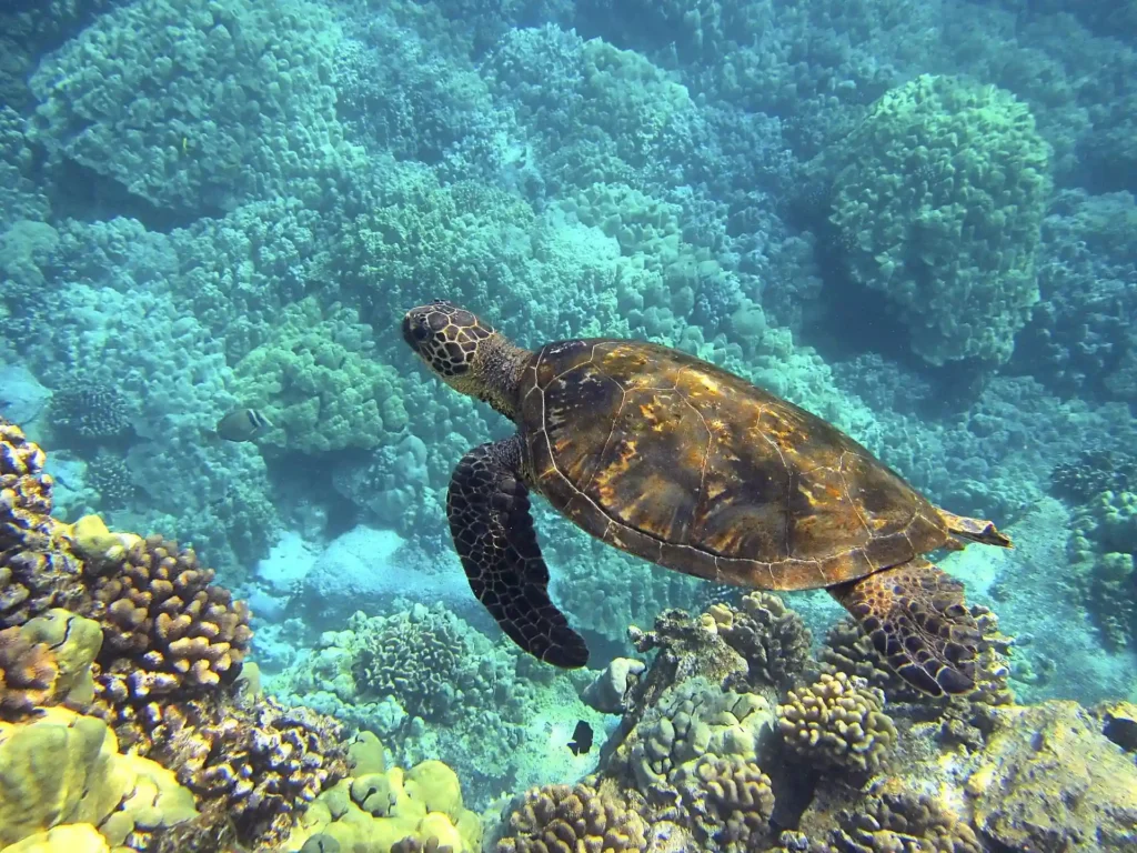Sea turtle swimming above coral reefs during Pulau Kapas snorkeling season