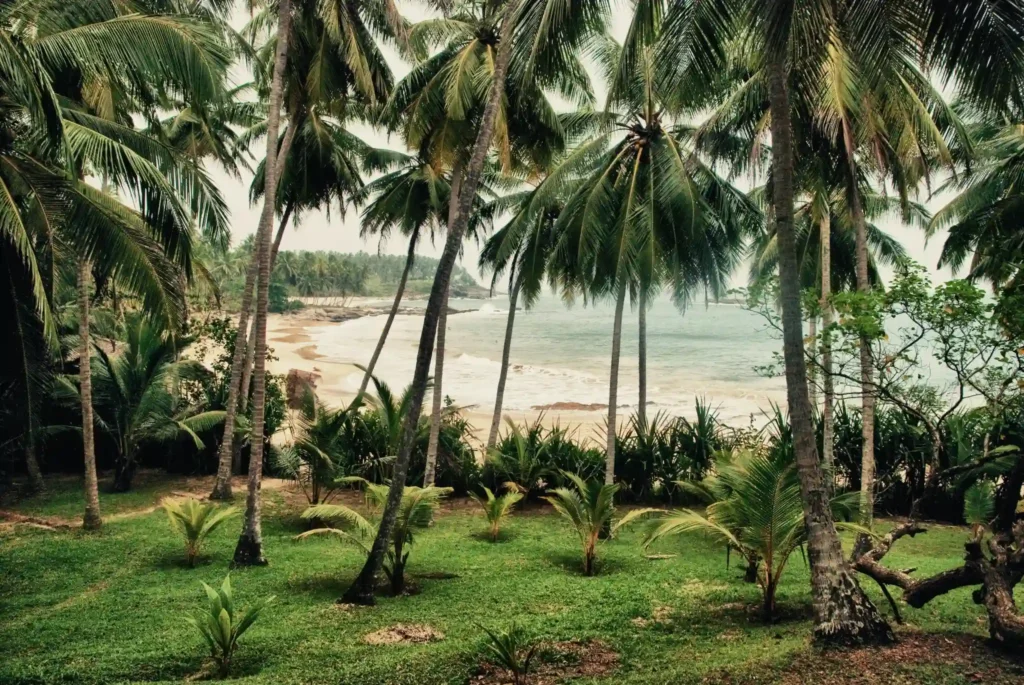 Tropical beach guesthouse surrounded by palm trees and greenery Sri Lanka
