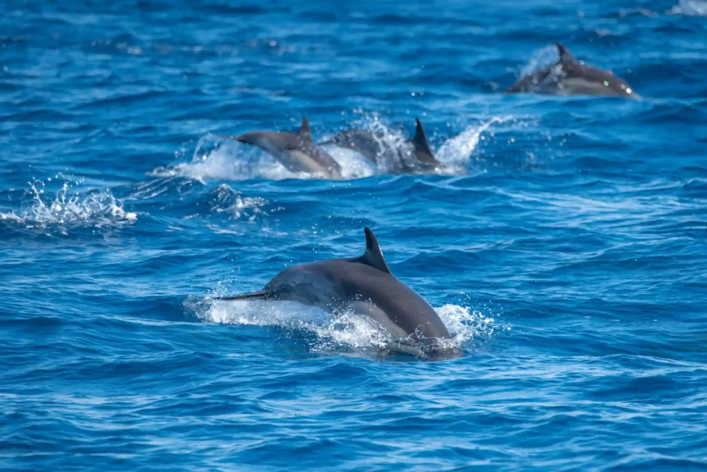Dolphins swimming and splashing through the blue Arabian Sea during an early morning dolphin spotting tour near Agonda Beach, Goa.