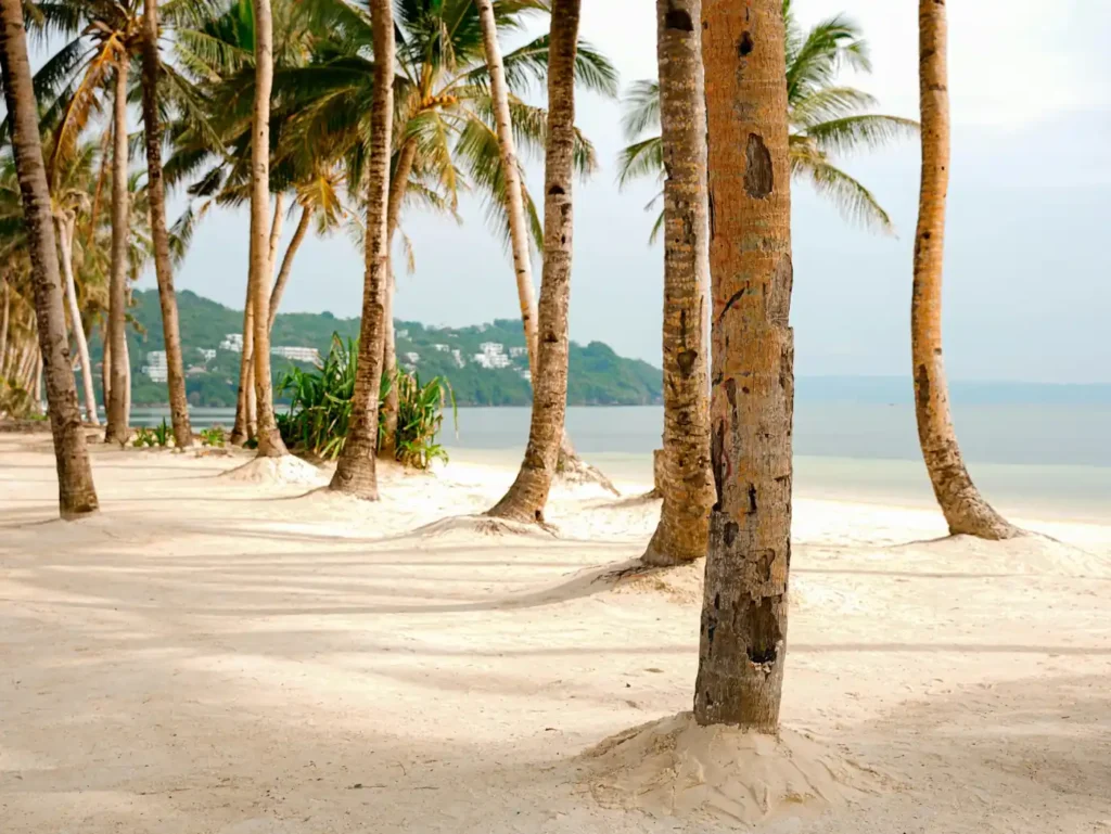 Coconut Island beach with tall palm trees, soft white sand, calm tropical water, and a peaceful shoreline in Port Barton, Palawan.