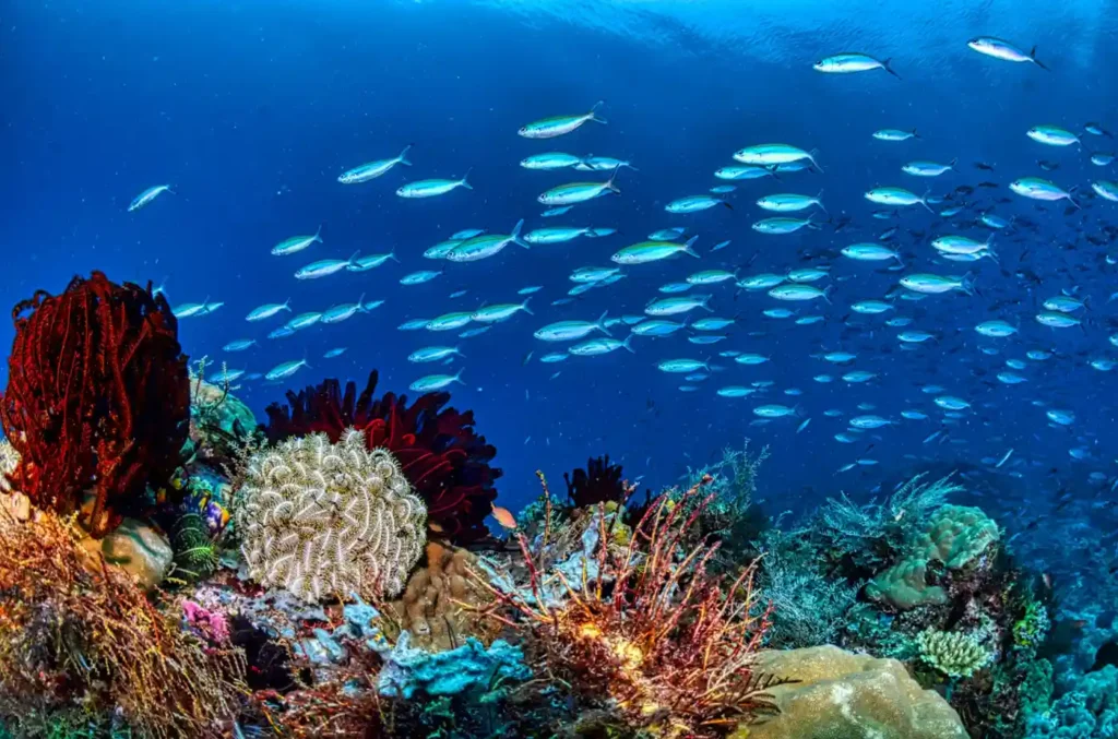 Colorful coral reef and schools of tropical fish underwater near Hengam Island Beach in the Persian Gulf, Iran.