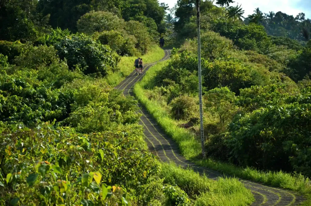 Green hiking trail surrounded by tropical vegetation in Bali