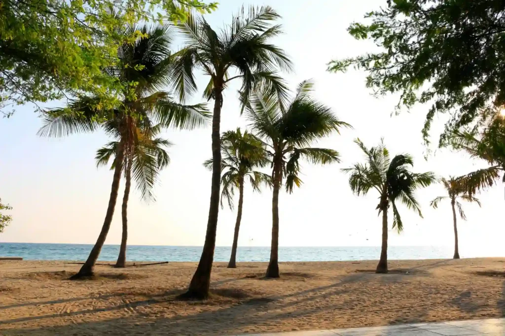 Palm trees lined along the sandy shoreline of Kish Island Beach with calm blue waters during sunset in Iran.