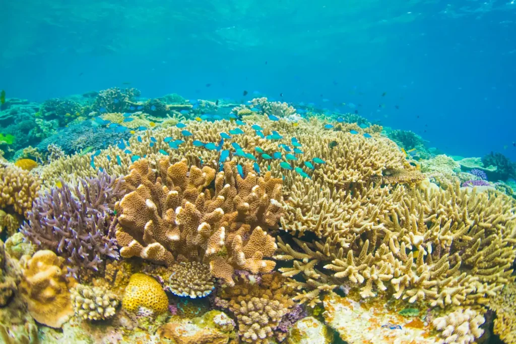 Colorful coral reef and tropical fish underwater near Koh Kood, Thailand, showing clear snorkeling conditions and healthy marine life.