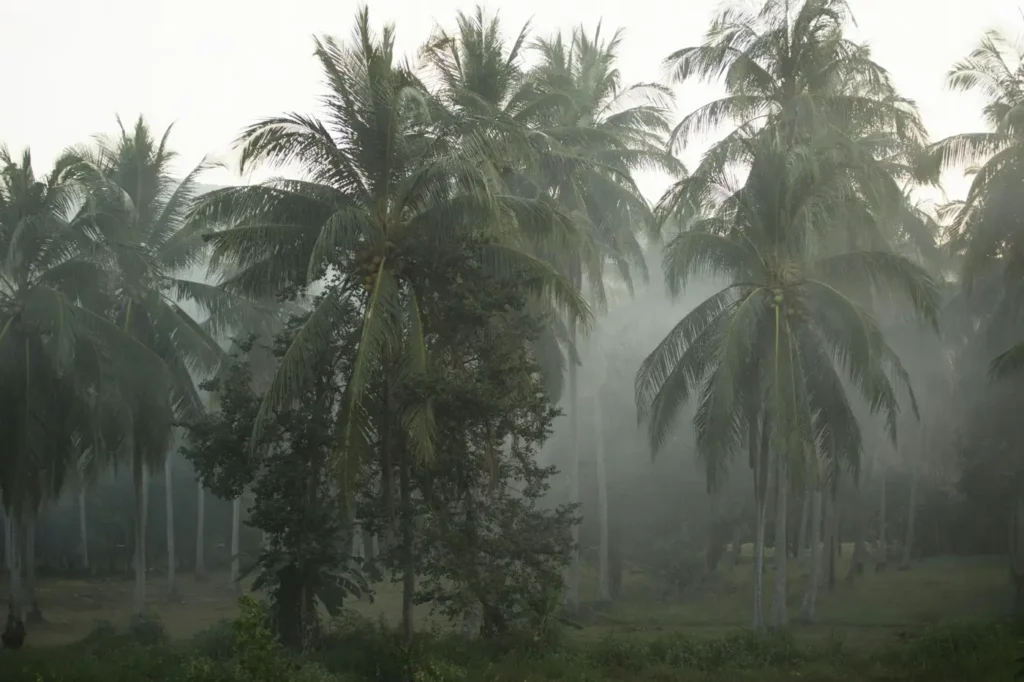 Palm trees and tropical jungle landscape in Koh Kood, Thailand, known for its quiet nature and untouched island scenery.