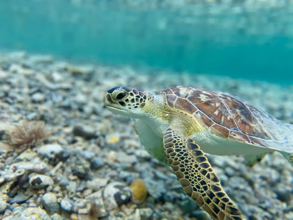 Green sea turtle swimming underwater above coral and rocky seabed in the clear tropical waters of Port Barton, Palawan.