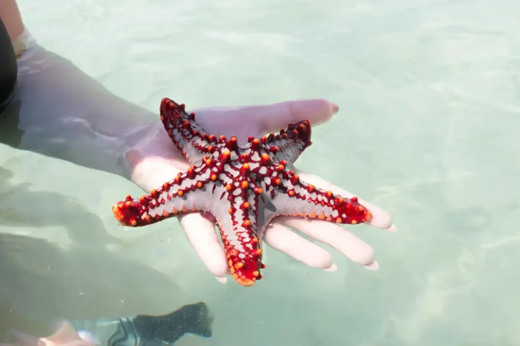 Close-up of a colorful red starfish resting on a person’s hand in shallow crystal-clear water at Starfish Island Beach, Port Barton.