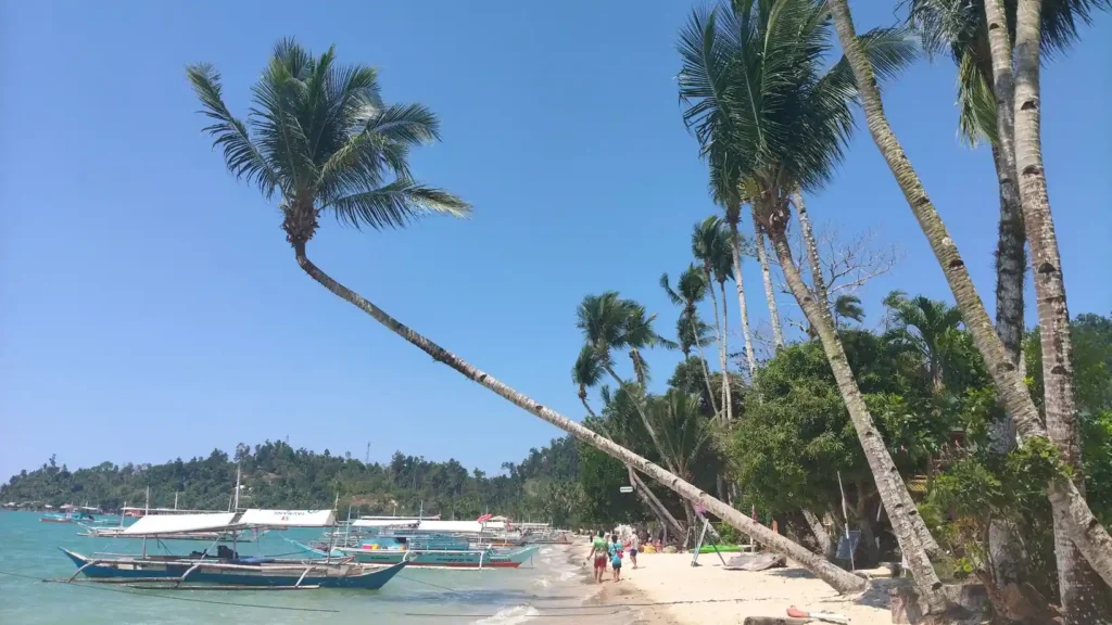 Leaning palm tree on a tropical beach with boats. 
