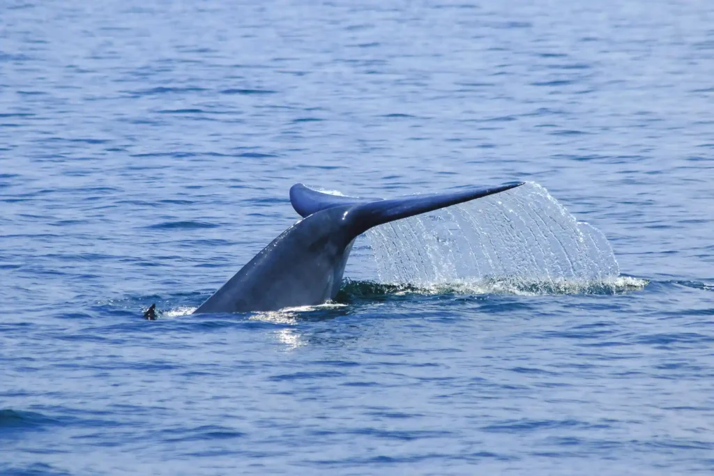 blue whale watching Mirissa Sri Lanka ocean