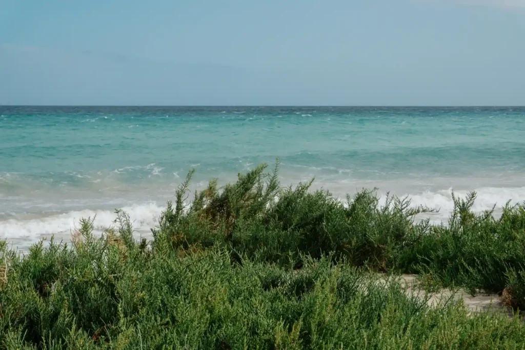 Turquoise waves and protected coastal vegetation along the natural Saadiyat Beach shoreline in Abu Dhabi, highlighting the island’s peaceful marine ecosystem and untouched beauty.