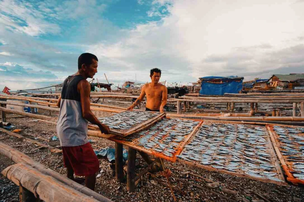 Two men laying out trays of fish to sun-dry on bamboo racks in a coastal  Tagbilaran. 