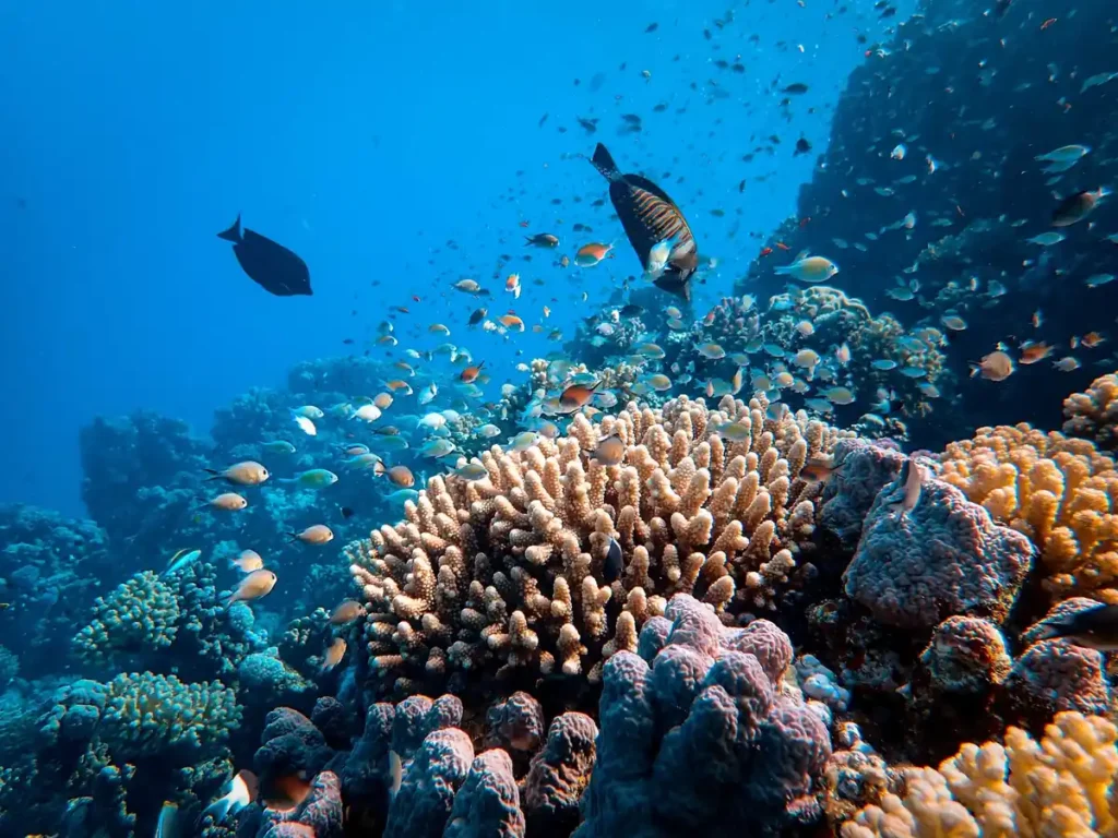 Colorful tropical fish swimming above a vibrant coral reef in clear blue water near Koh Lipe.