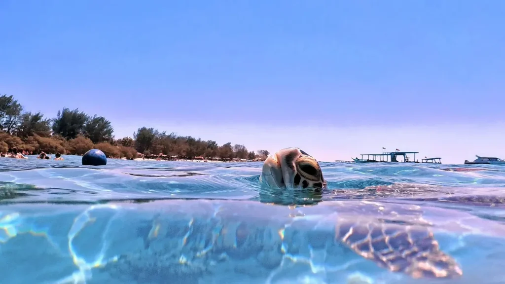 Sea turtle swimming in clear blue water near a Lombok beach with boats and shoreline in the background.