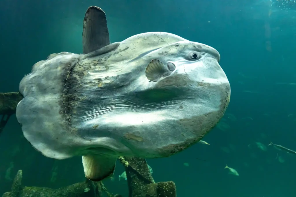 Ocean sunfish (Mola mola) swimming underwater.