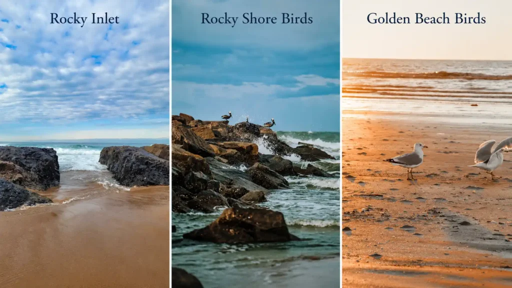 Landscape comparison collage showing a rocky beach inlet, birds on a rocky shore, and seagulls on a golden sandy beach.