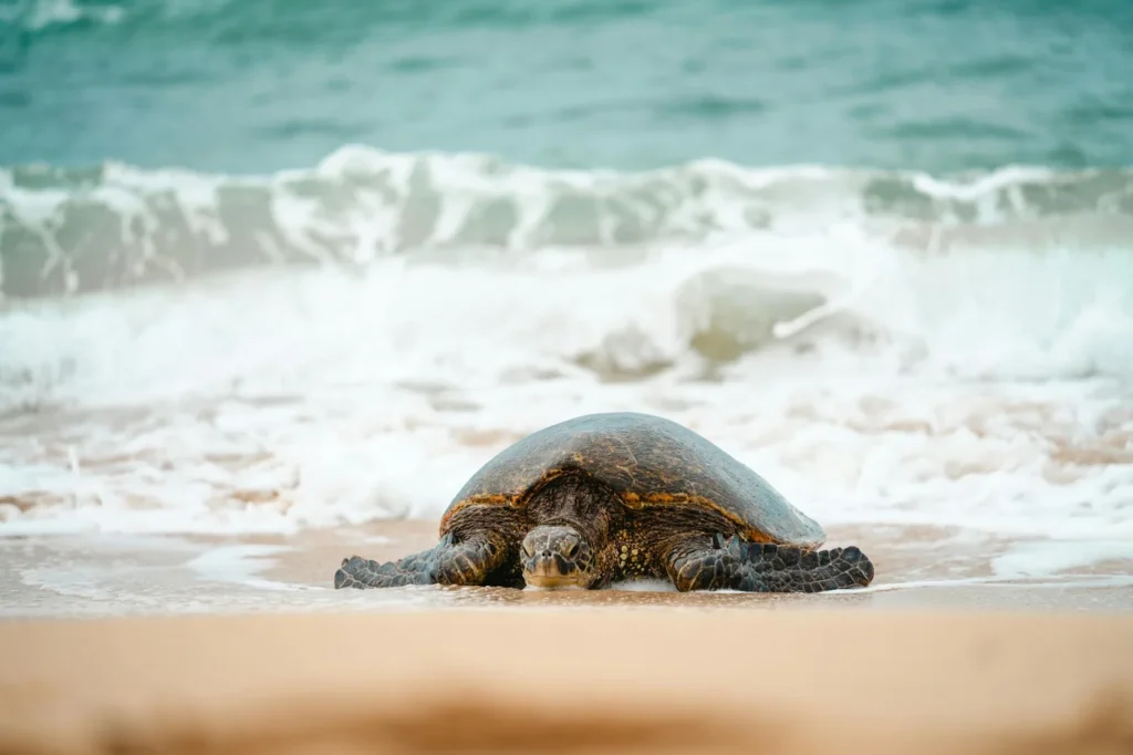 Sea turtle resting on a sandy beach with soft ocean waves breaking in the background.