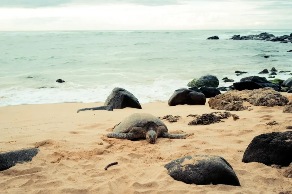 Sea turtle resting on a sandy beach near black rocks and ocean waves, showing a peaceful coastal wildlife scene. 