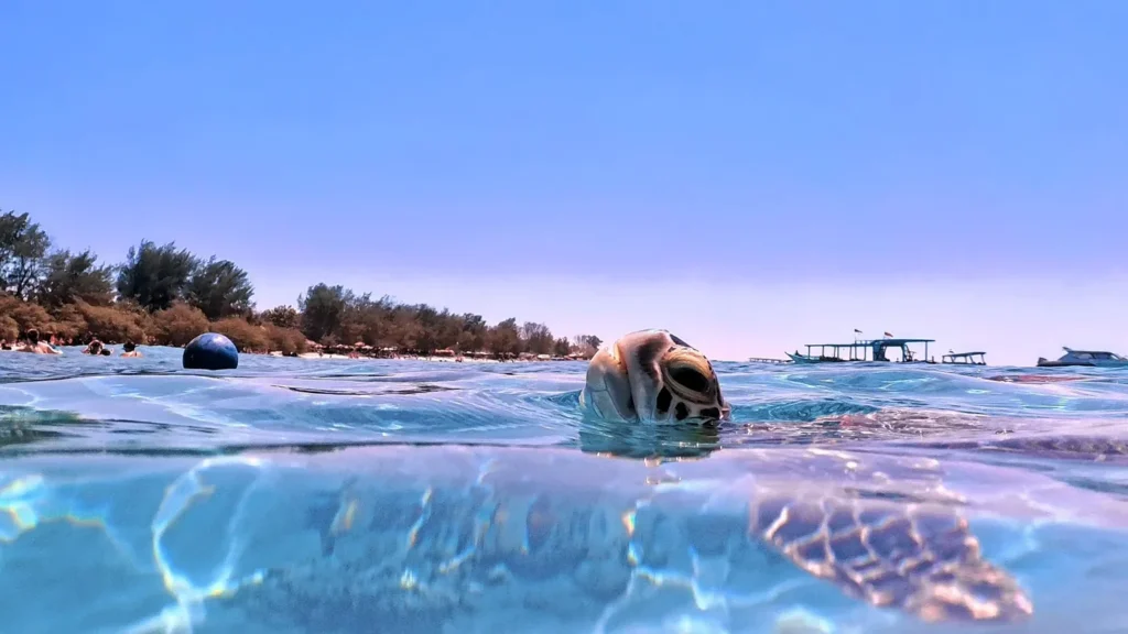 A sea turtle swimming near the surface of clear blue water with snorkel boats and a tropical shoreline in the background.