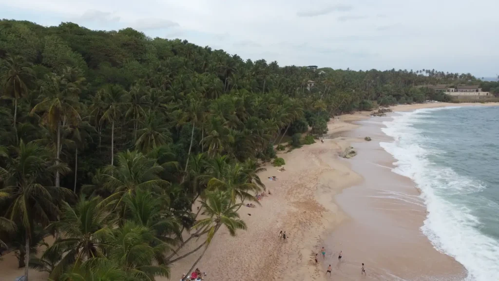 Aerial view of a hidden Sri Lanka beach with palm trees, soft sand, and waves along the shore.