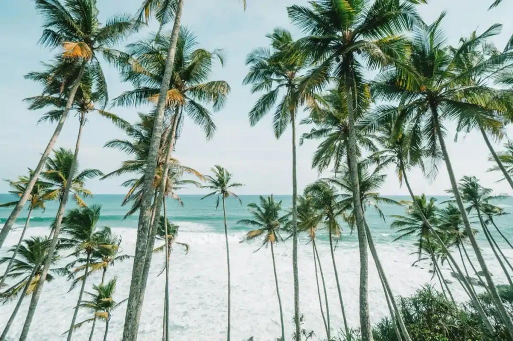 Tall palm trees overlooking ocean waves on a tropical Sri Lanka beach.