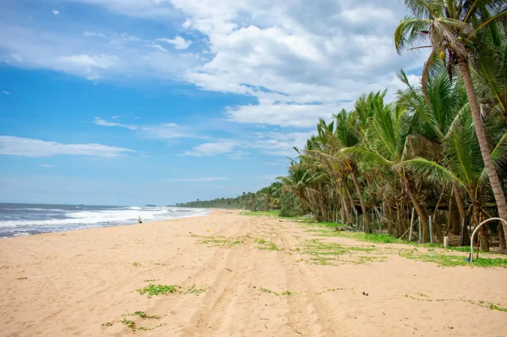 Quiet Sri Lanka beach with golden sand, coconut palm trees, ocean waves, and a bright blue sky.