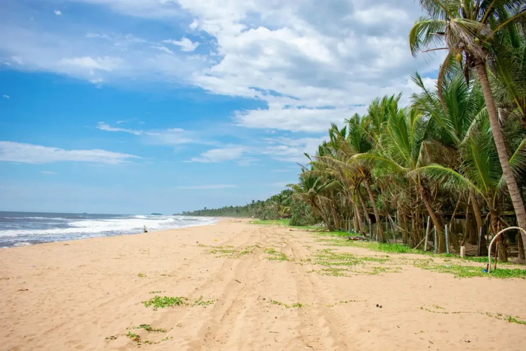 Palm-lined sandy beach in Tangalle, Sri Lanka with ocean waves, blue sky, tropical greenery, and a quiet shoreline.