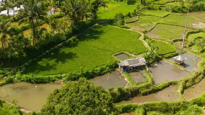 Aerial view of Tetebatu Lombok rice fields, palm trees, and small farm huts surrounded by lush tropical greenery.