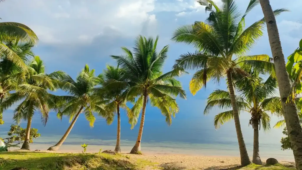 Tropical palm trees lining a quiet sandy beach with calm blue water and dramatic clouds in the background