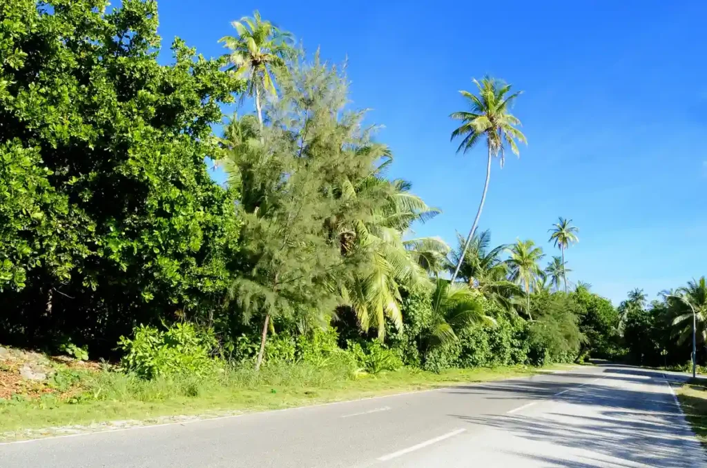 Tropical road lined with lush green palm trees under a clear blue sky, showing the scenic route toward Selong Belanak Beach.