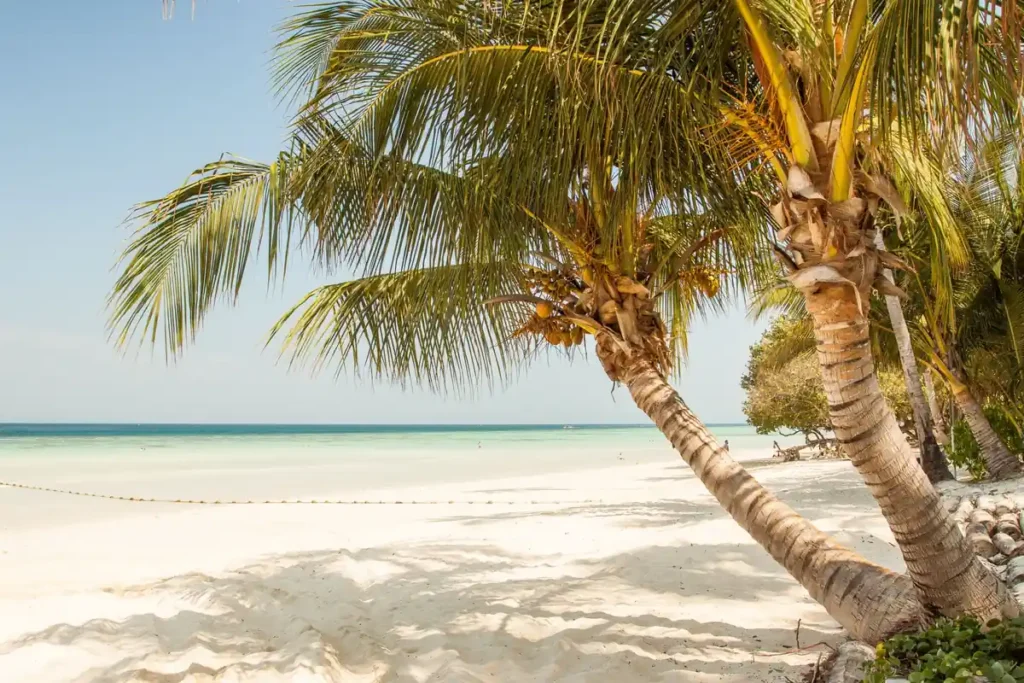 Peaceful tropical white-sand beach with leaning coconut palm trees, shallow turquoise water, and a clear coastal horizon.