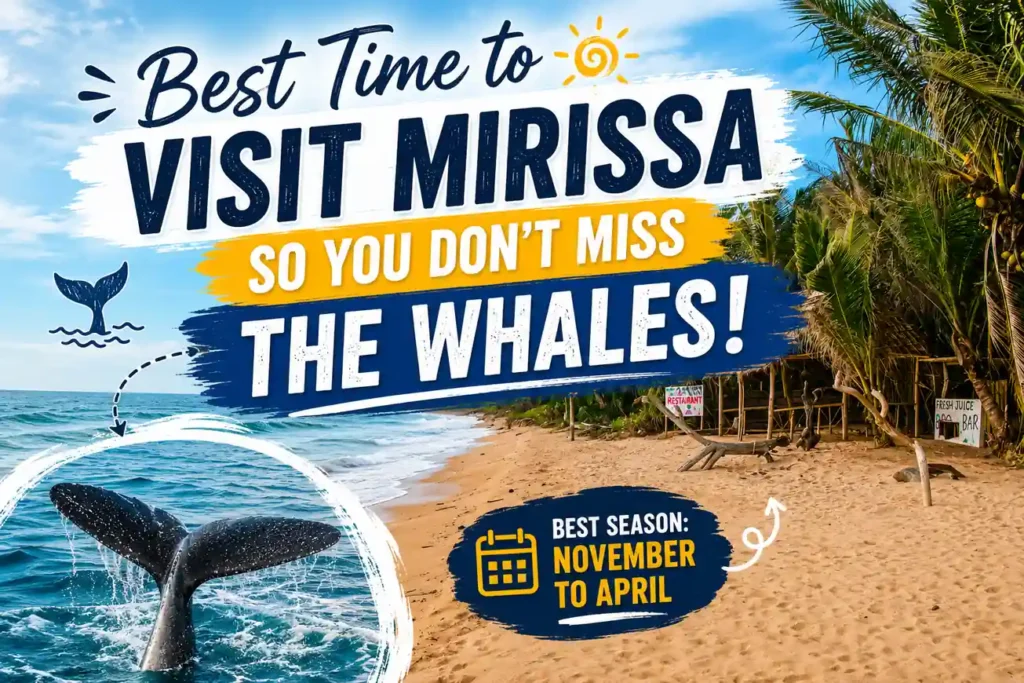 Mirissa whale watching season guide thumbnail