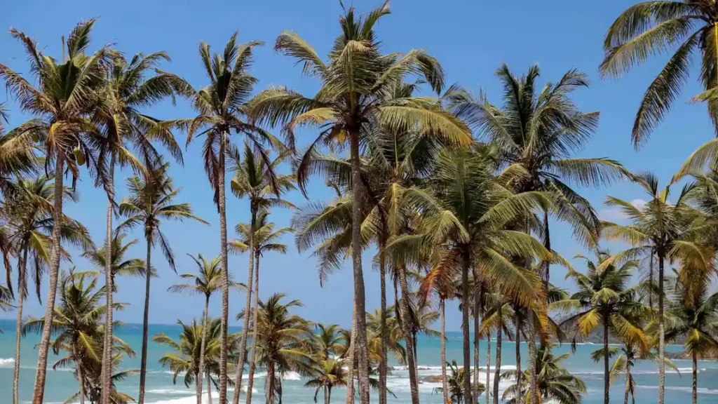 Coconut palm trees overlooking Mirissa Beach 