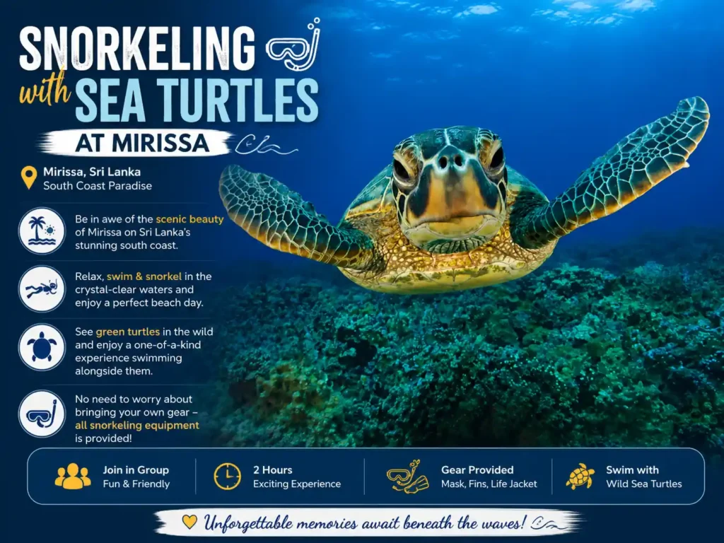 Snorkeling with wild sea turtles in Mirissa, Sri Lanka.