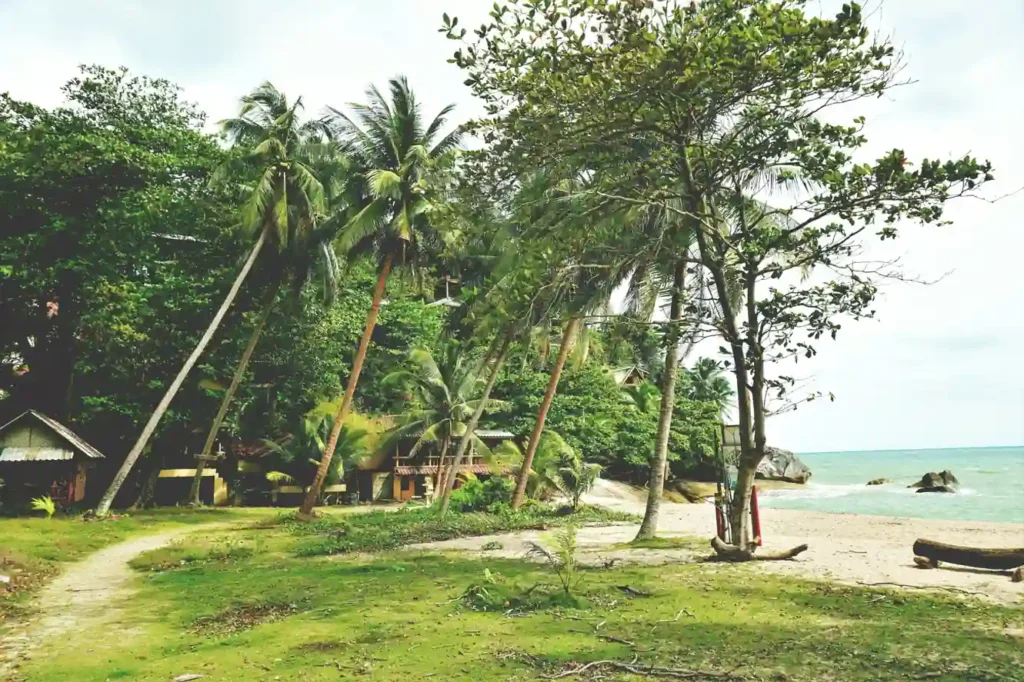 Tropical beach path with palm trees.