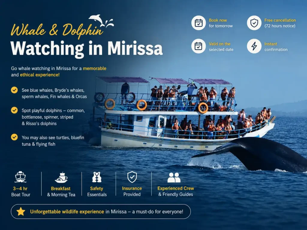 Whale and dolphin watching tour boat in Mirissa with a breaching whale and marine wildlife highlights.
