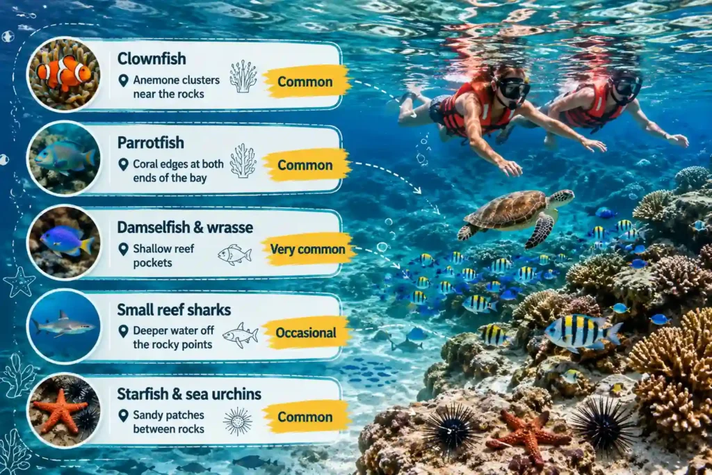 Nacpan Beach marine life